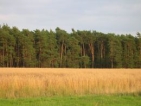 Wüstenhain - Landschaft in Wüstenhain