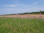 Wüstenhain - Grasnelkenblüte in Wüstenhain