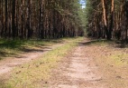 Wüstenhain - Waldweg in Wüstenhain