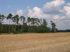 Landschaft in Wüstenhain