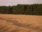 Landschaft in Wüstenhain